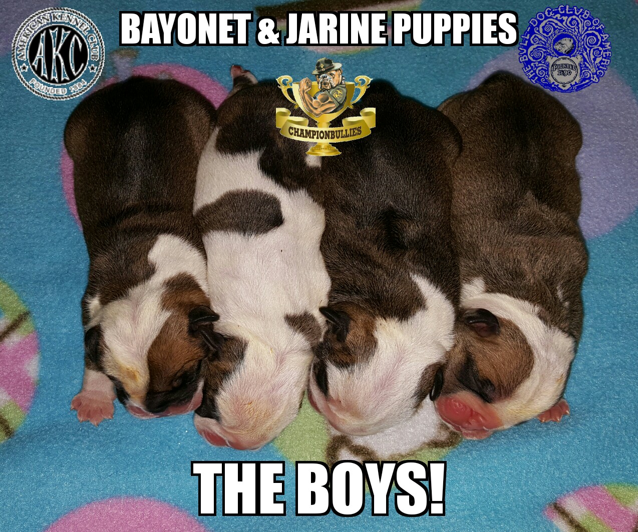 Bayonet & Jarine Puppies