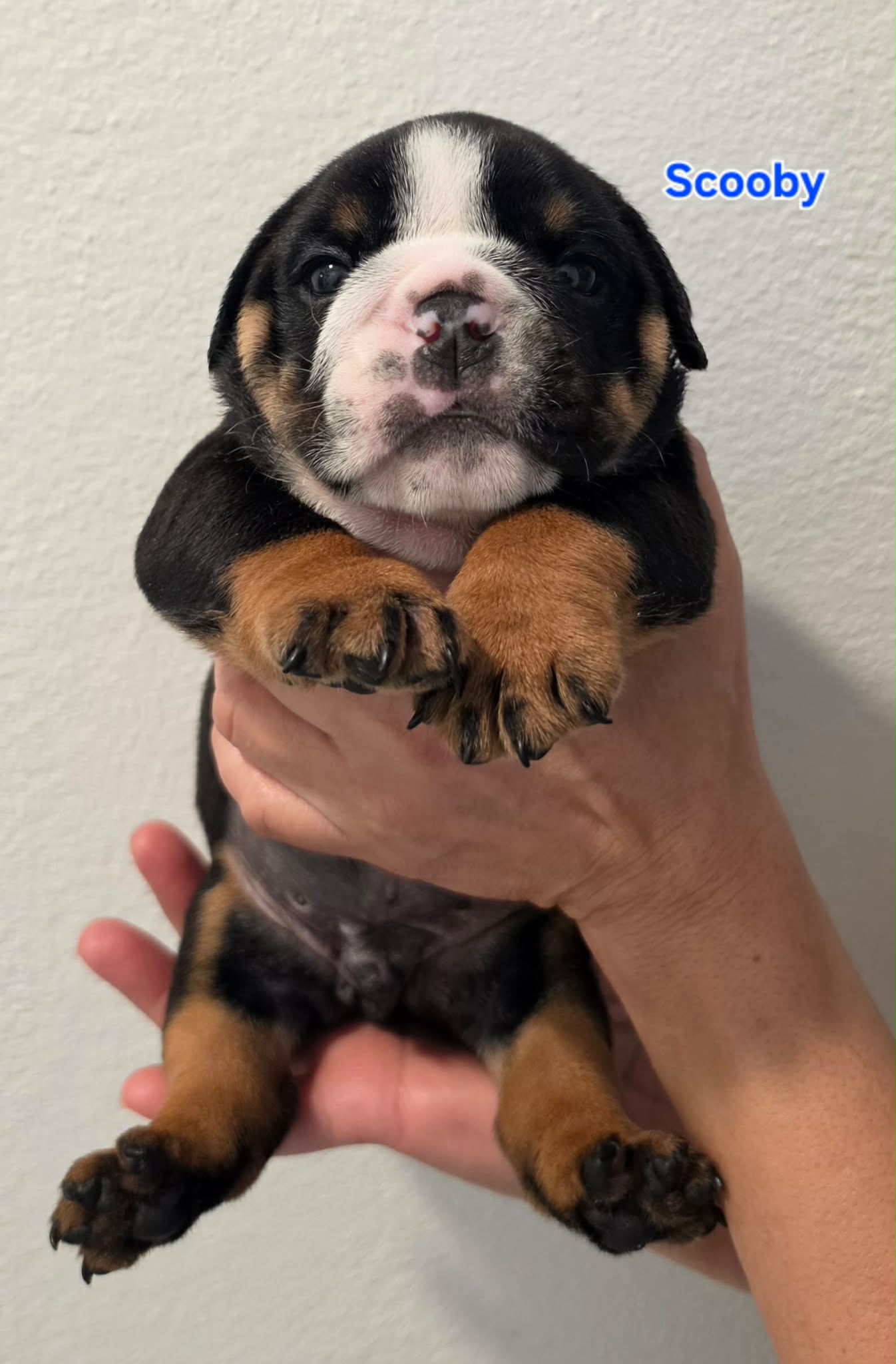 dog1m