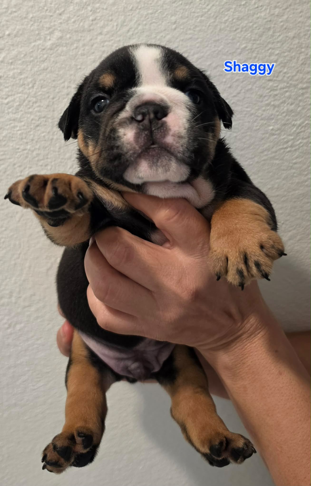 dog2m