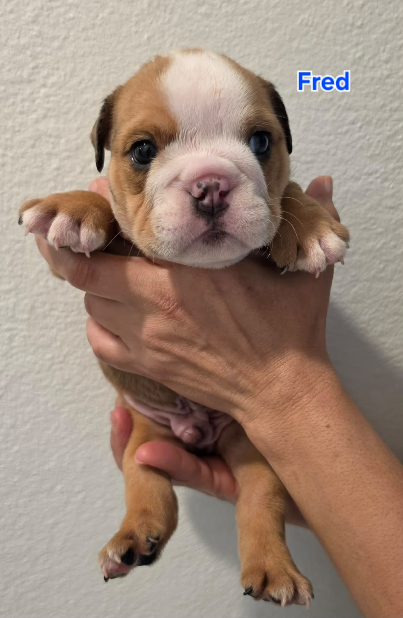 dog3m