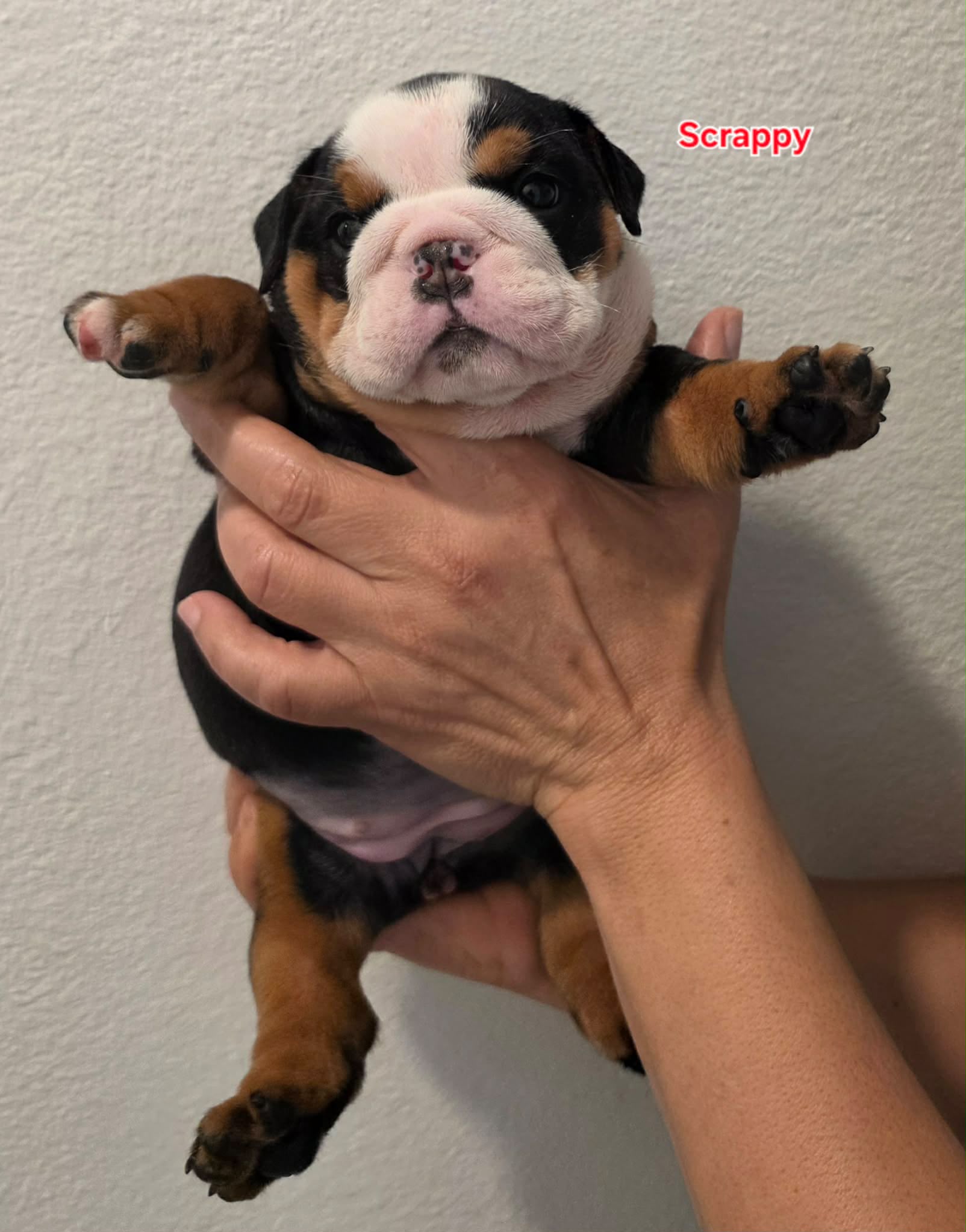 twodog
