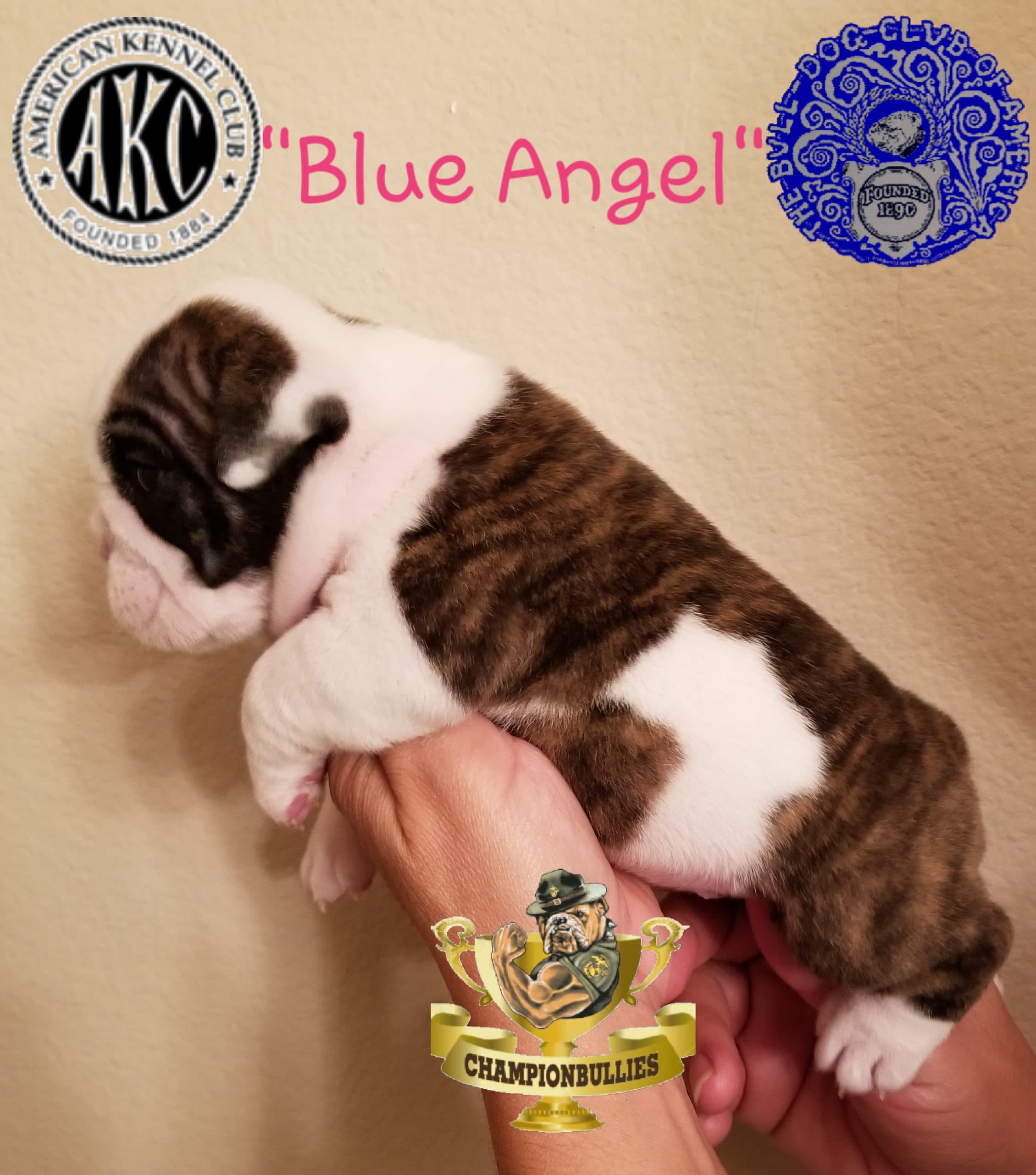 Blue Angel, French Bulldog puppy