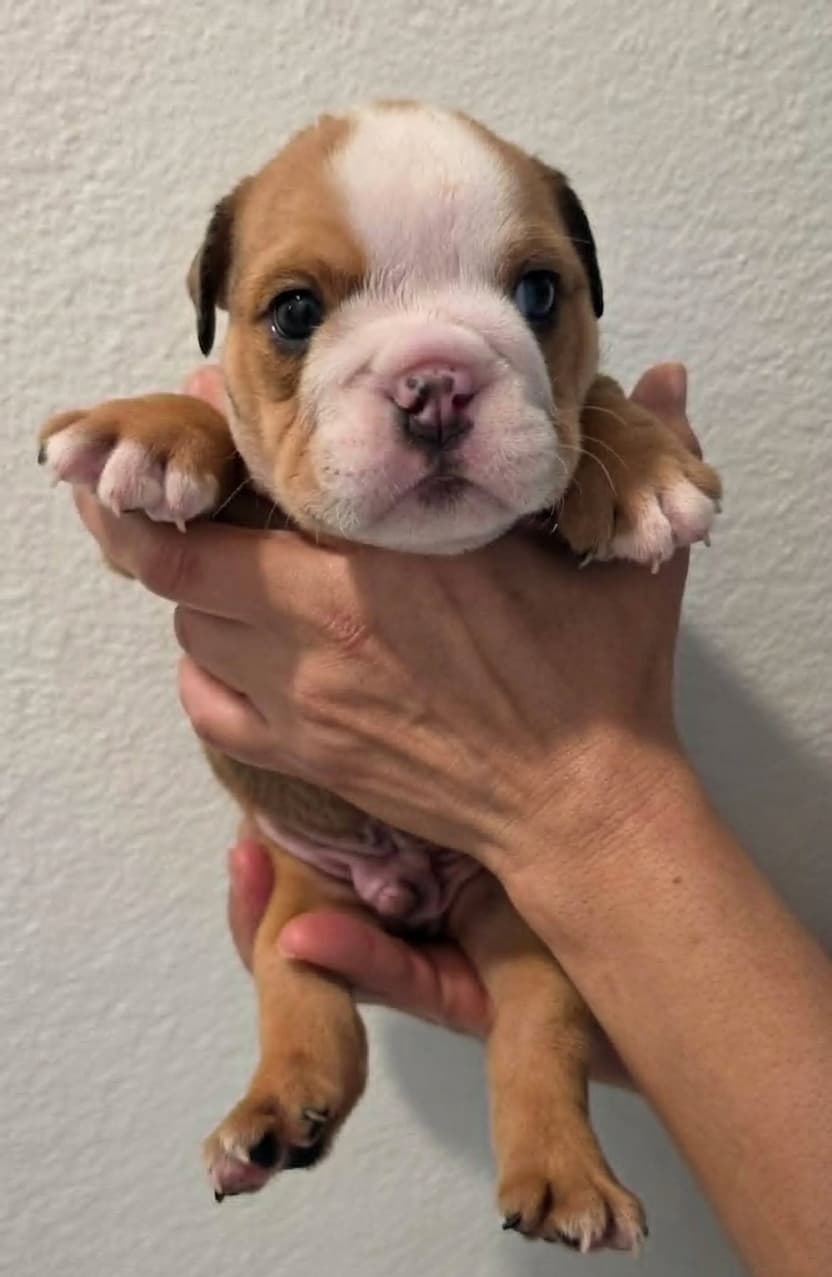 Fred, English Bulldog puppy