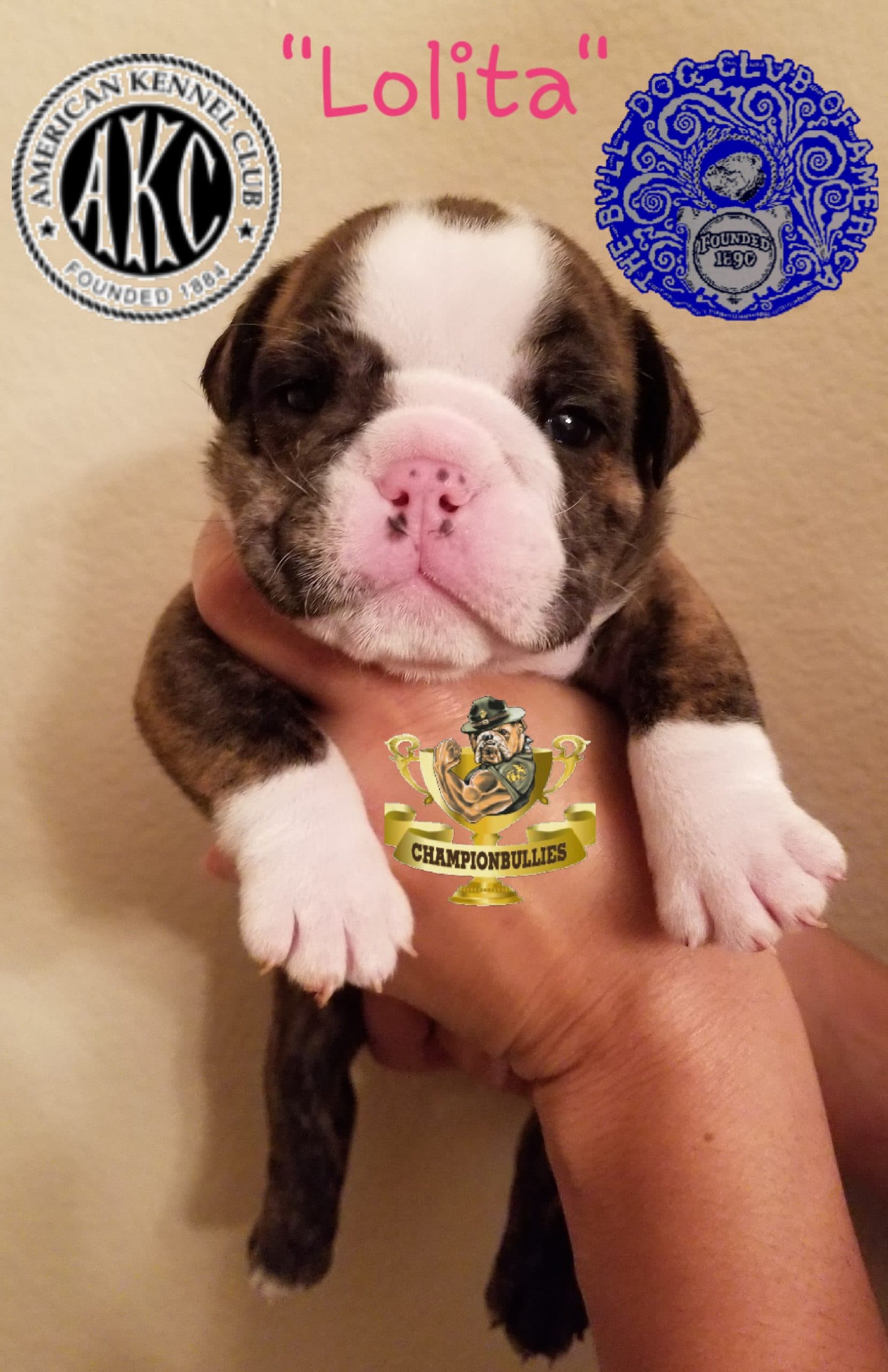 Lolita, French Bulldog puppy